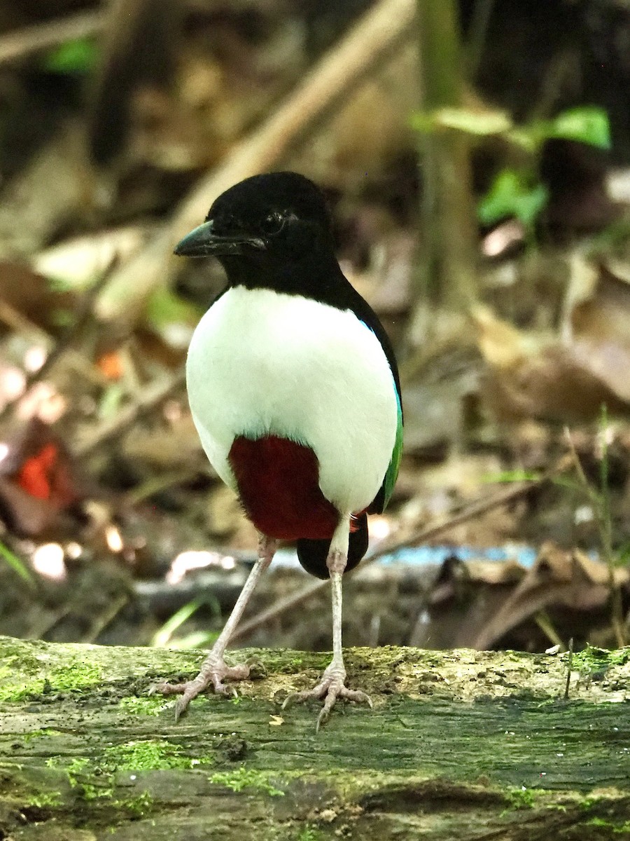 Ivory-breasted Pitta - ML642634670