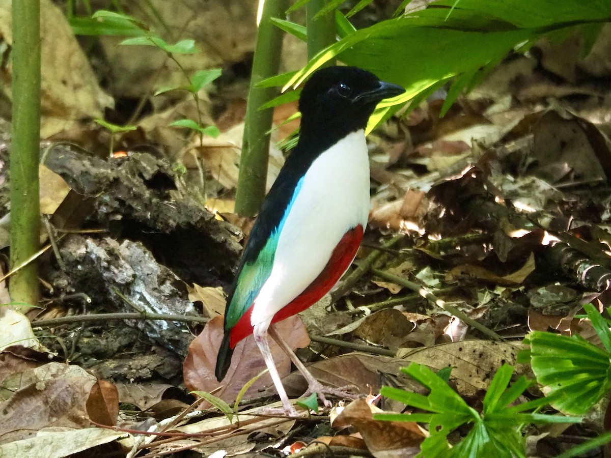 Ivory-breasted Pitta - ML642634671