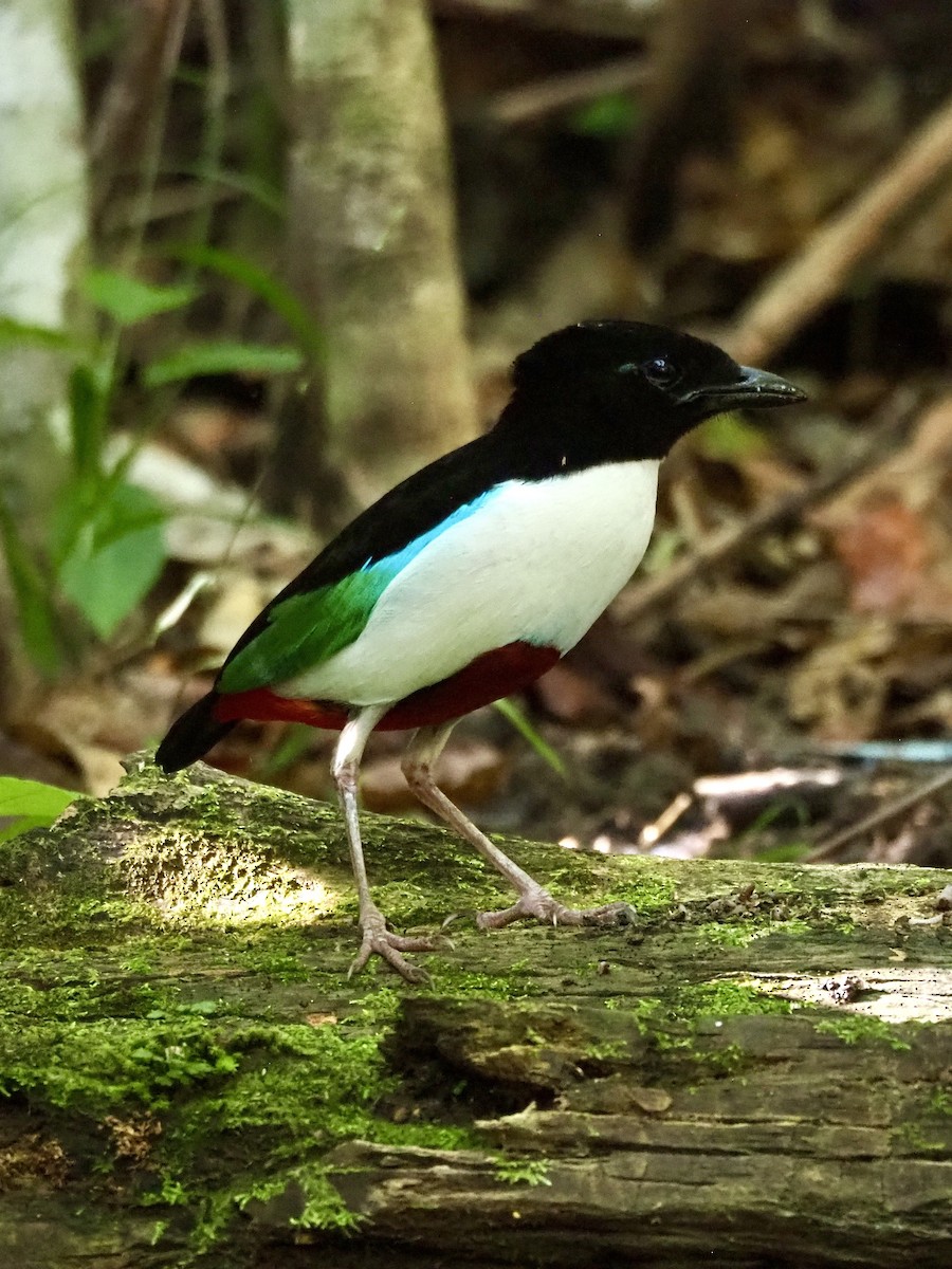 Ivory-breasted Pitta - ML642634672
