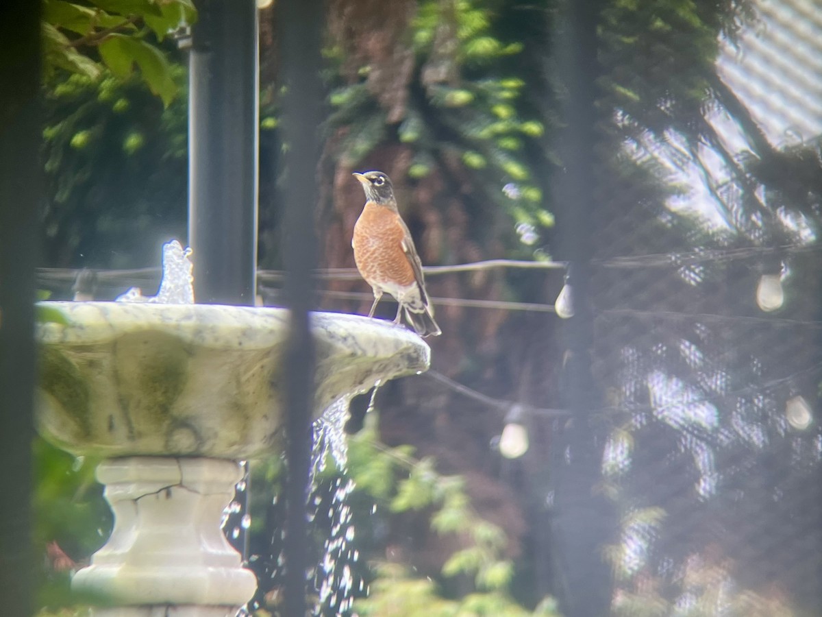 American Robin - ML642634673