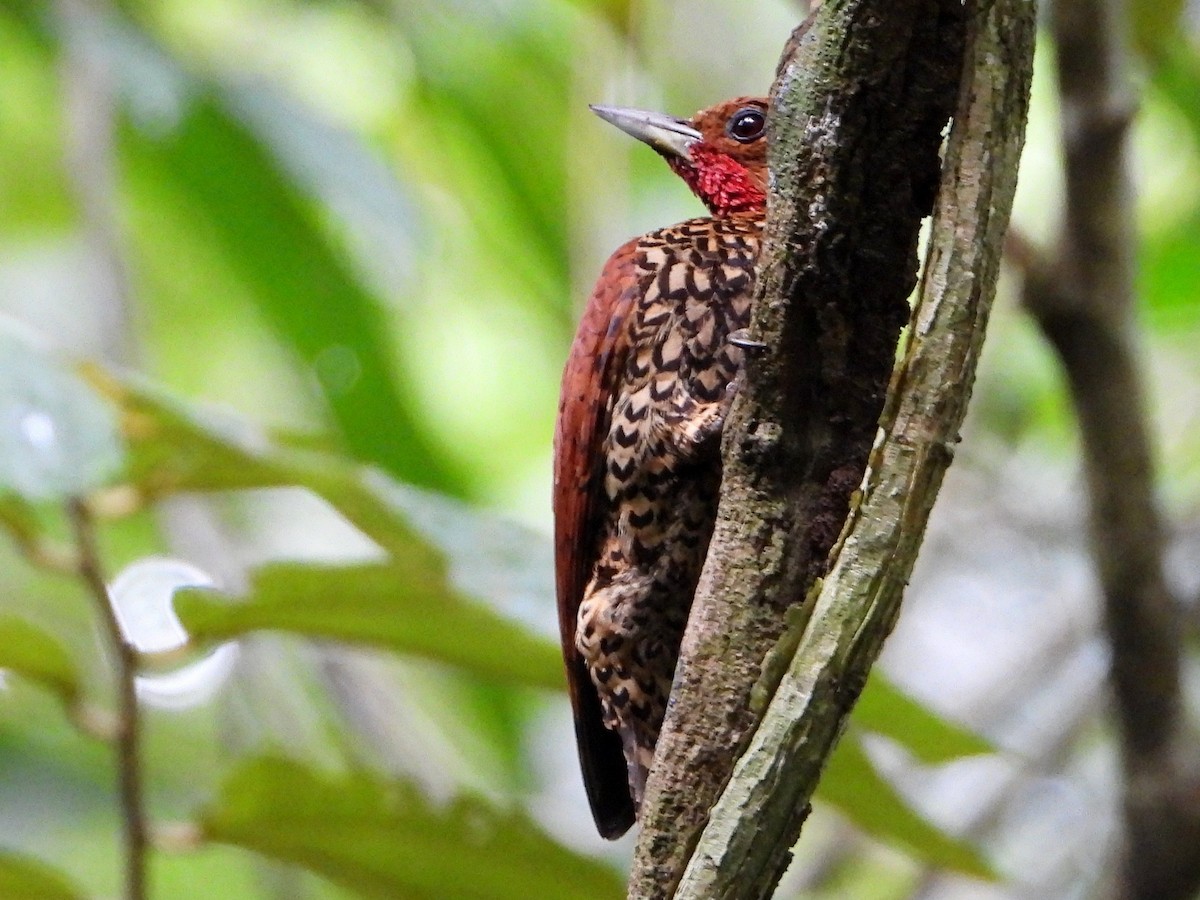 Cinnamon Woodpecker - ML642634674