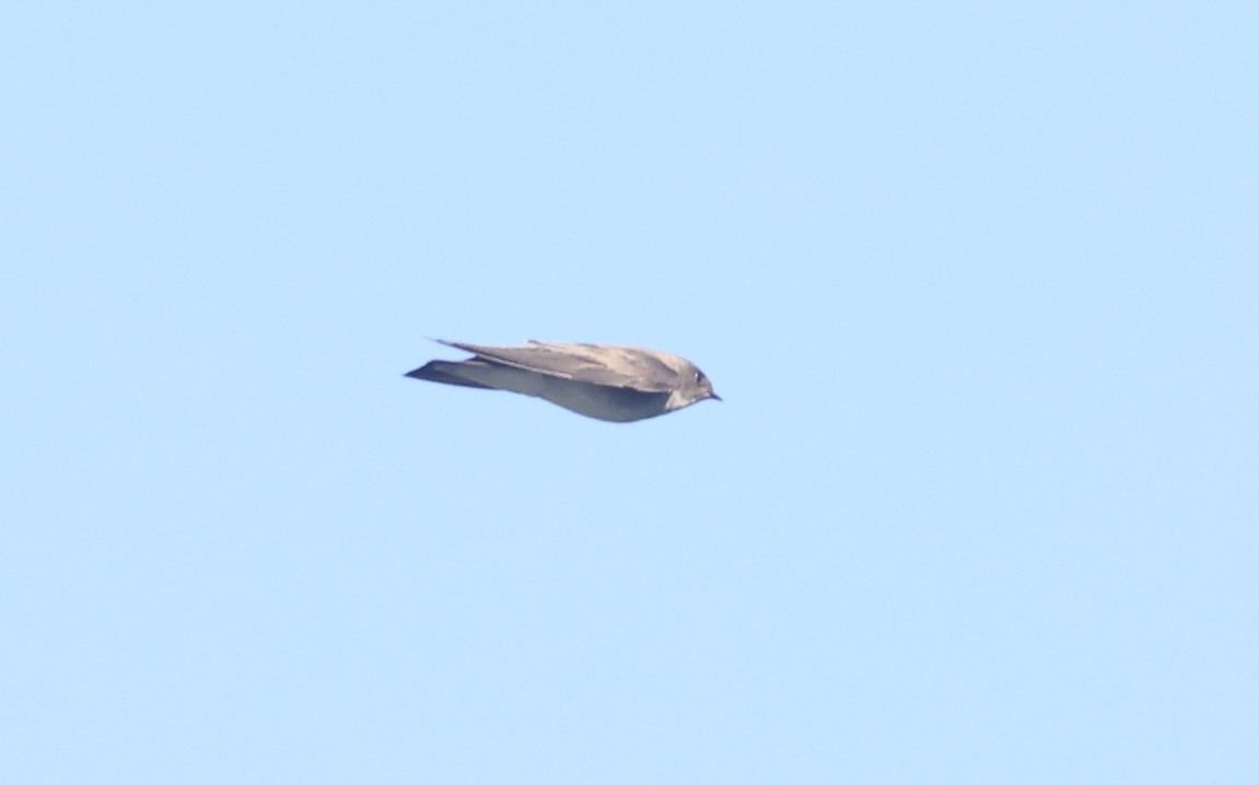 Northern Rough-winged Swallow - ML642634682