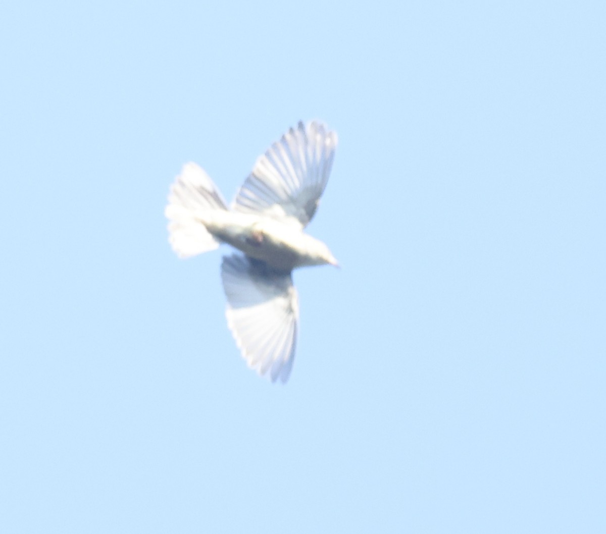 Cape May Warbler - ML642634687