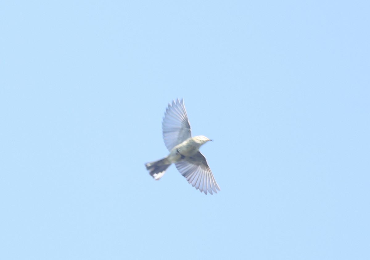 Cape May Warbler - ML642634688