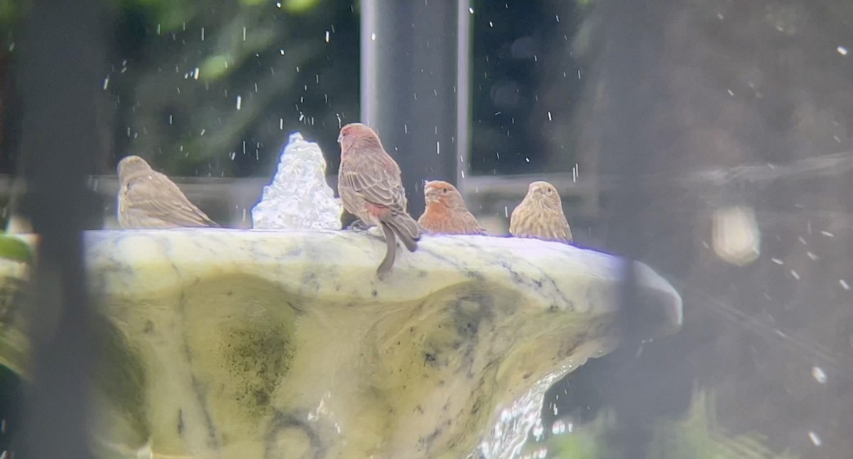 House Finch - ML642634713