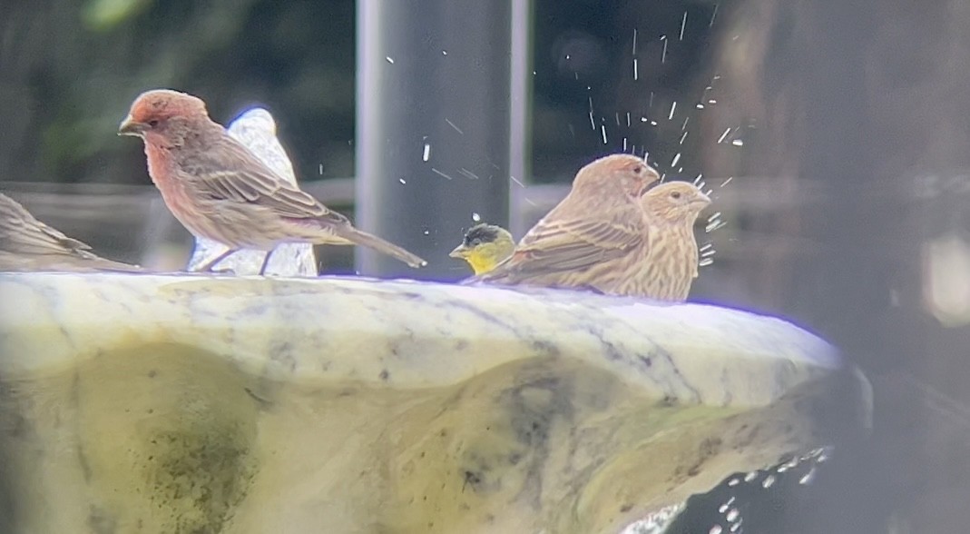 Lesser Goldfinch - ML642634732