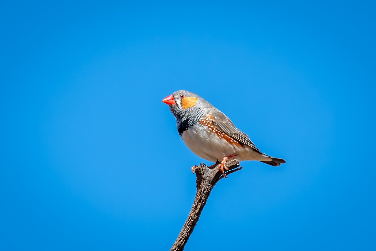 Zebra Finch - ML642634743