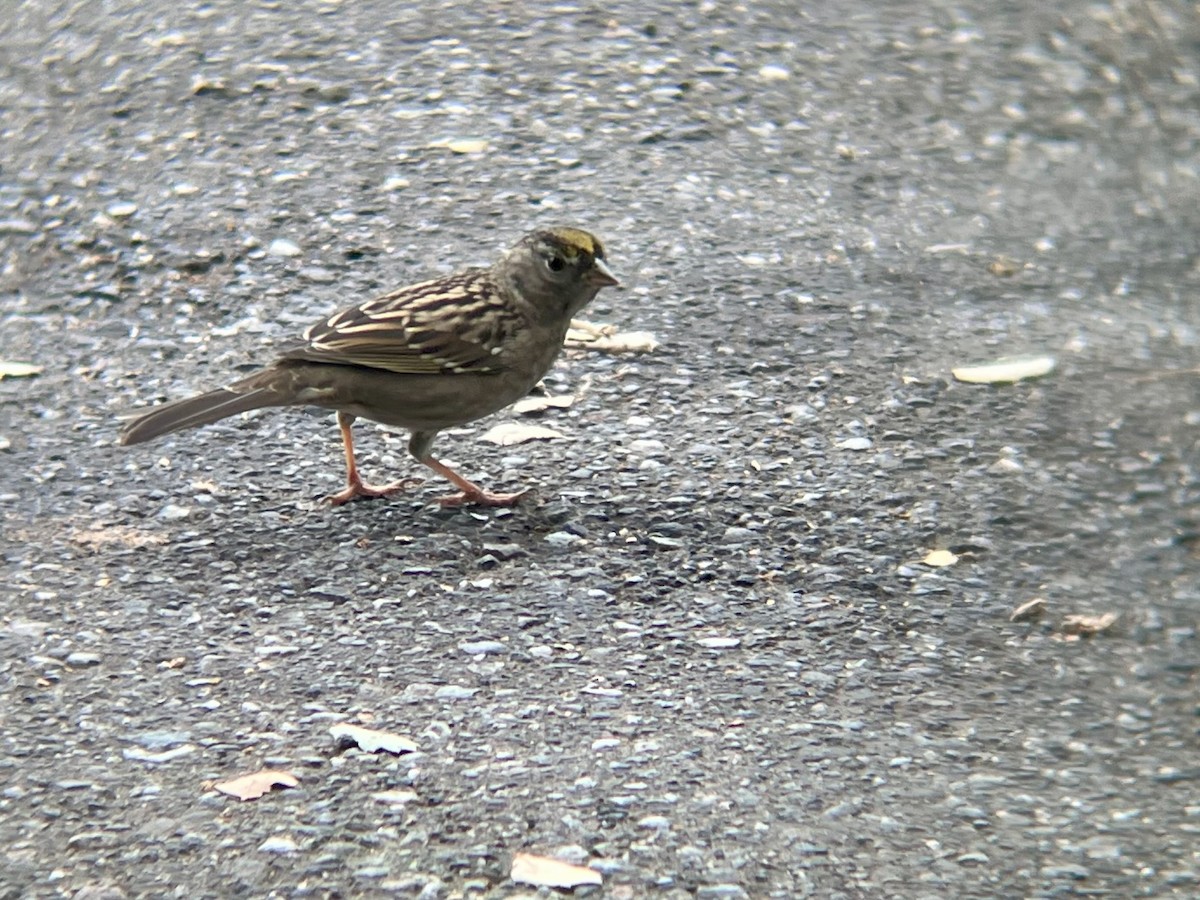 Golden-crowned Sparrow - ML642634747