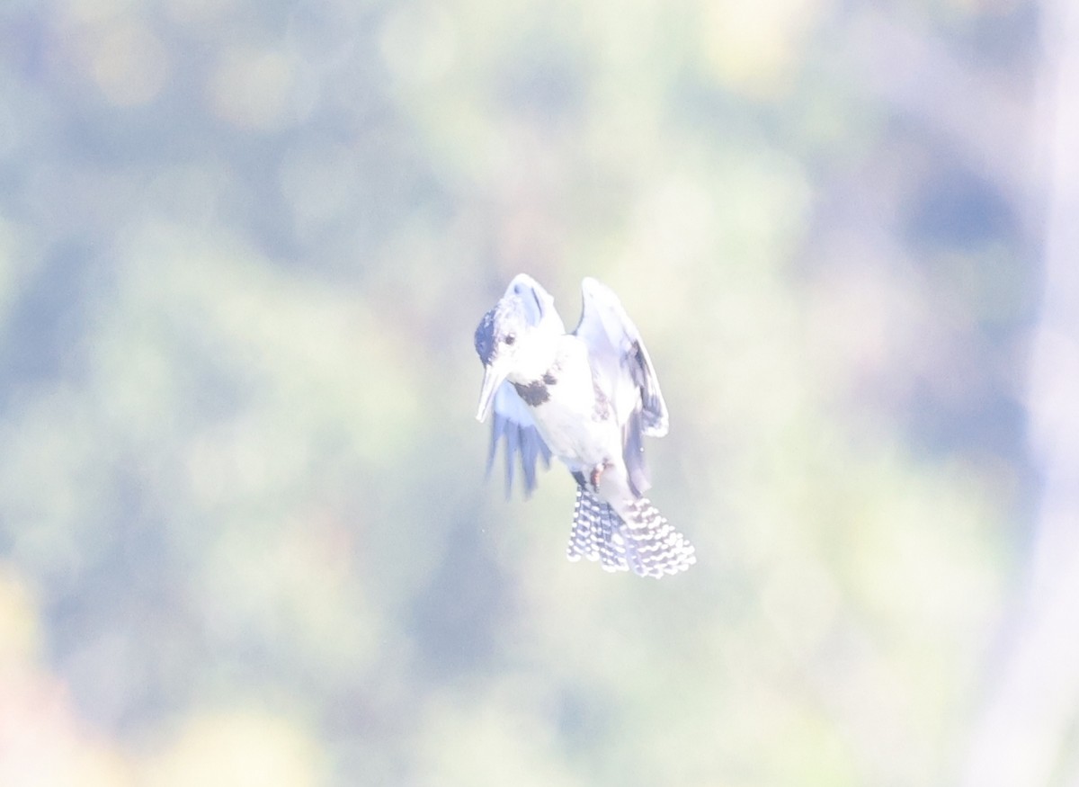 Belted Kingfisher - ML642634749