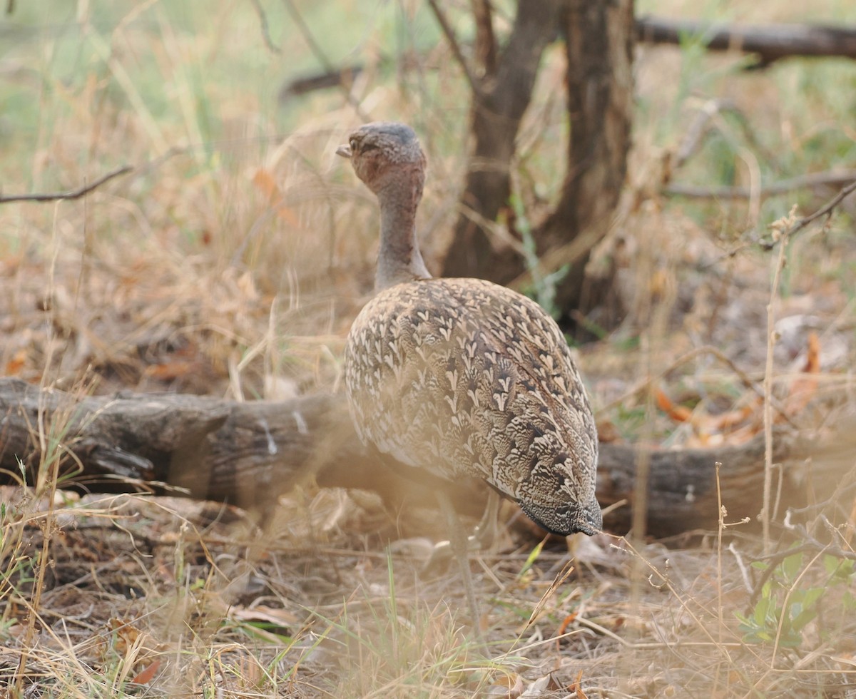 Red-crested Bustard - ML642634752
