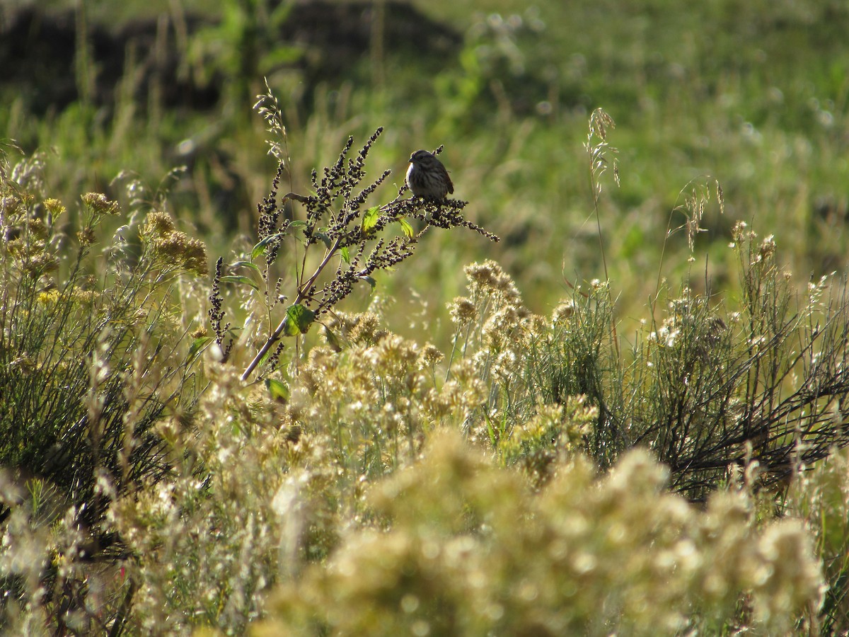Song Sparrow - ML642634754