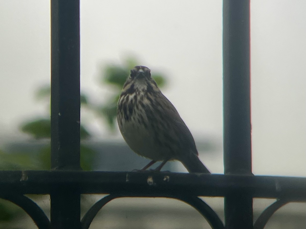 Song Sparrow - ML642634757