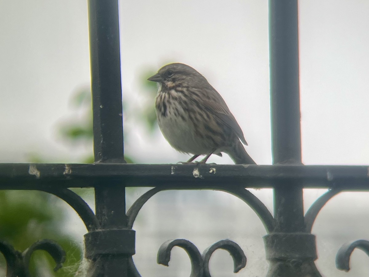 Song Sparrow - ML642634758