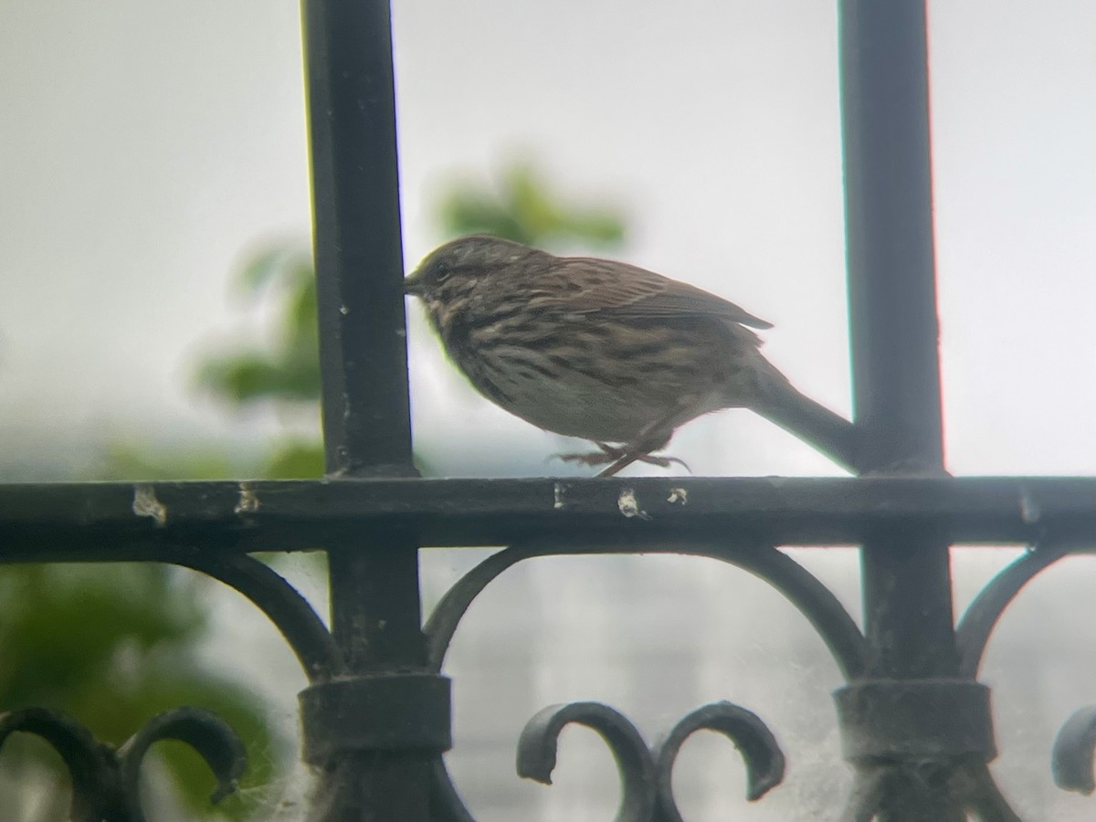 Song Sparrow - ML642634759