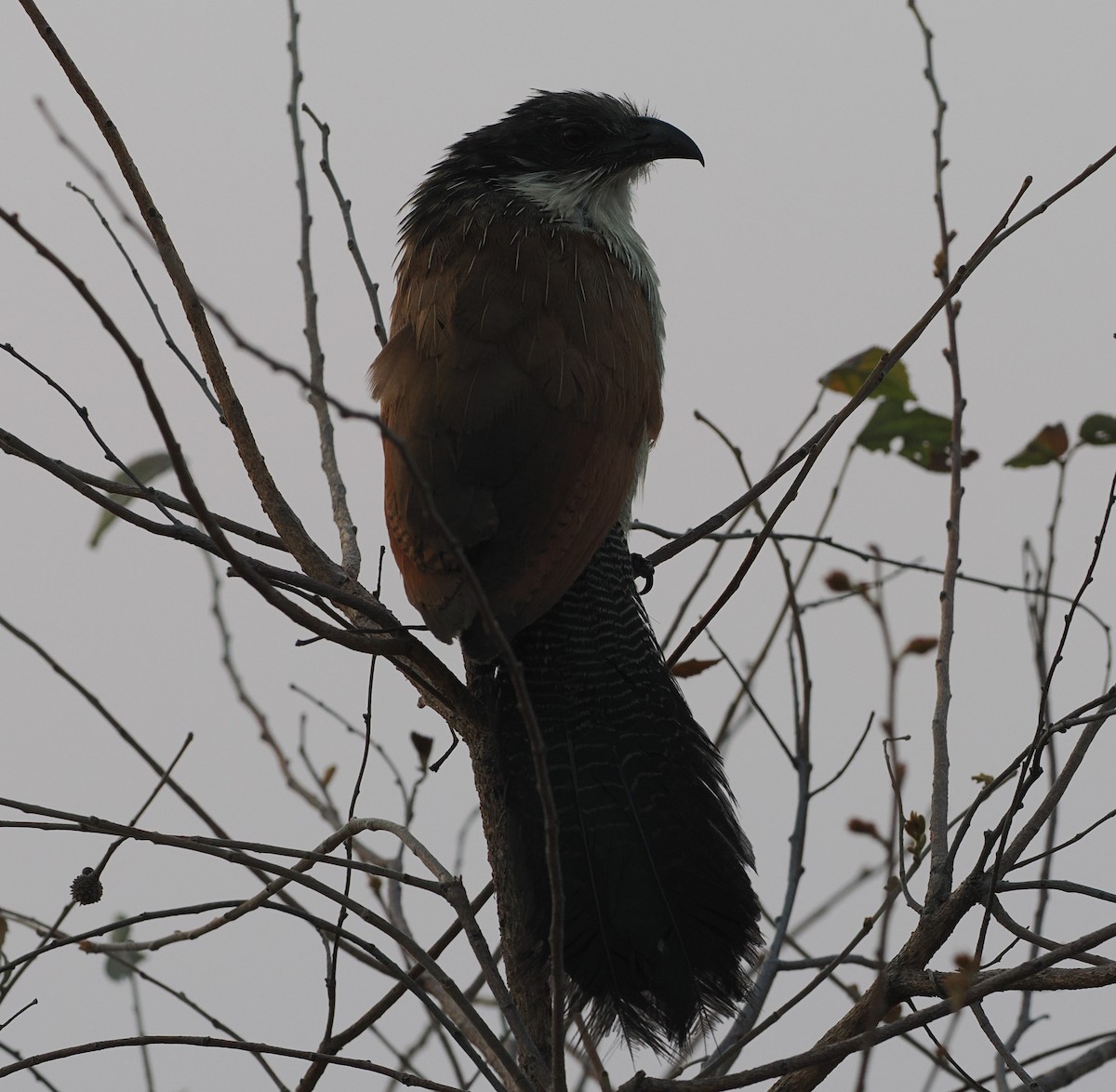 Burchell's Coucal - ML642634760