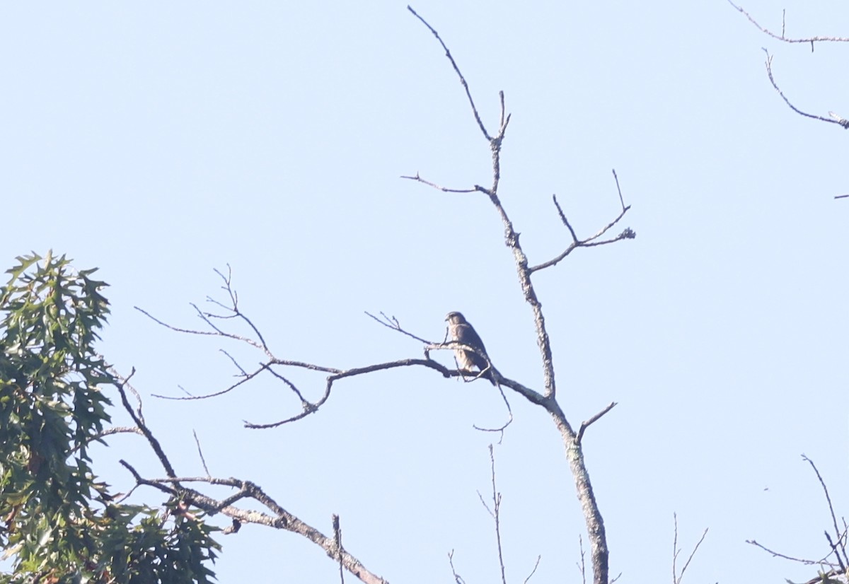 Merlin - ML642634768