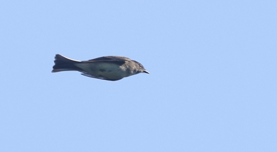 Eastern Phoebe - ML642634775