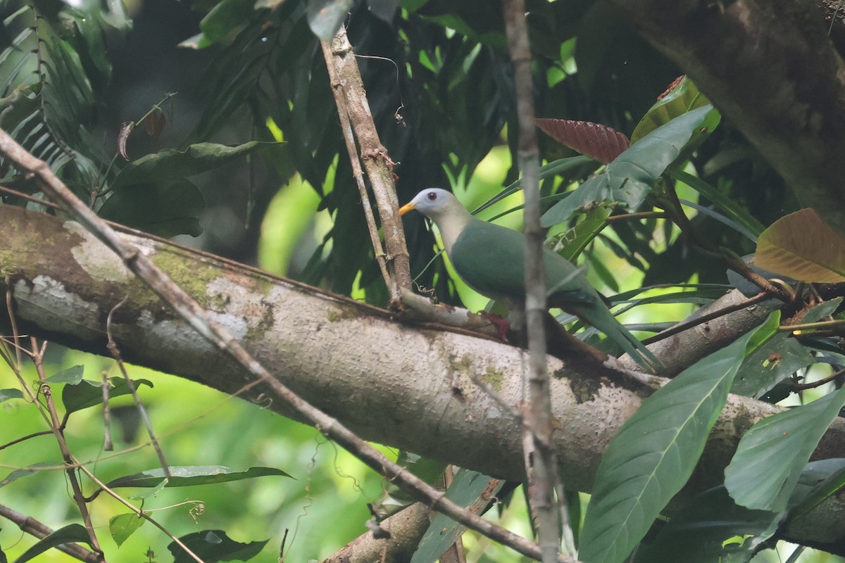 Ptilope à mentonnière - ML642634788