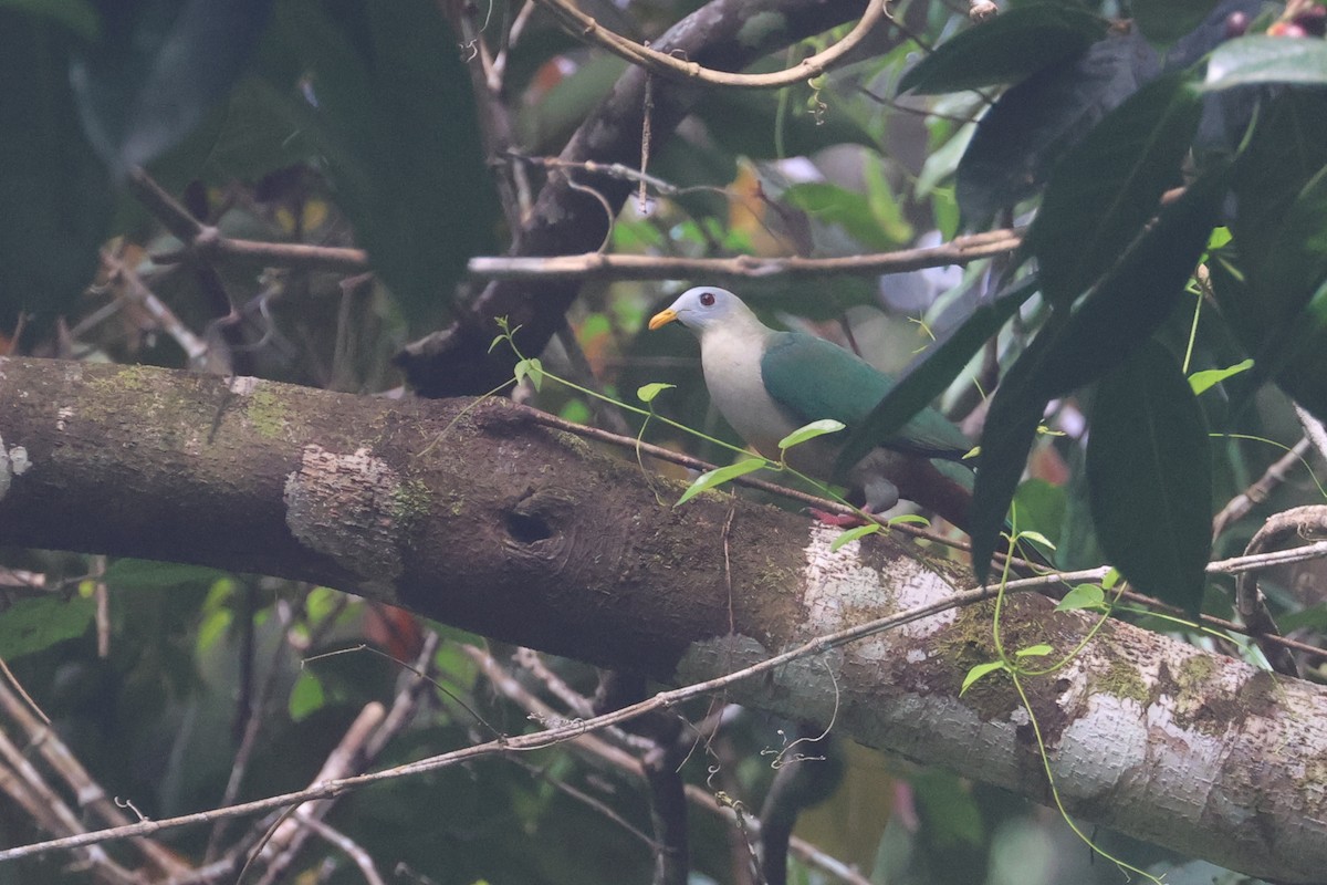 Ptilope à mentonnière - ML642634789