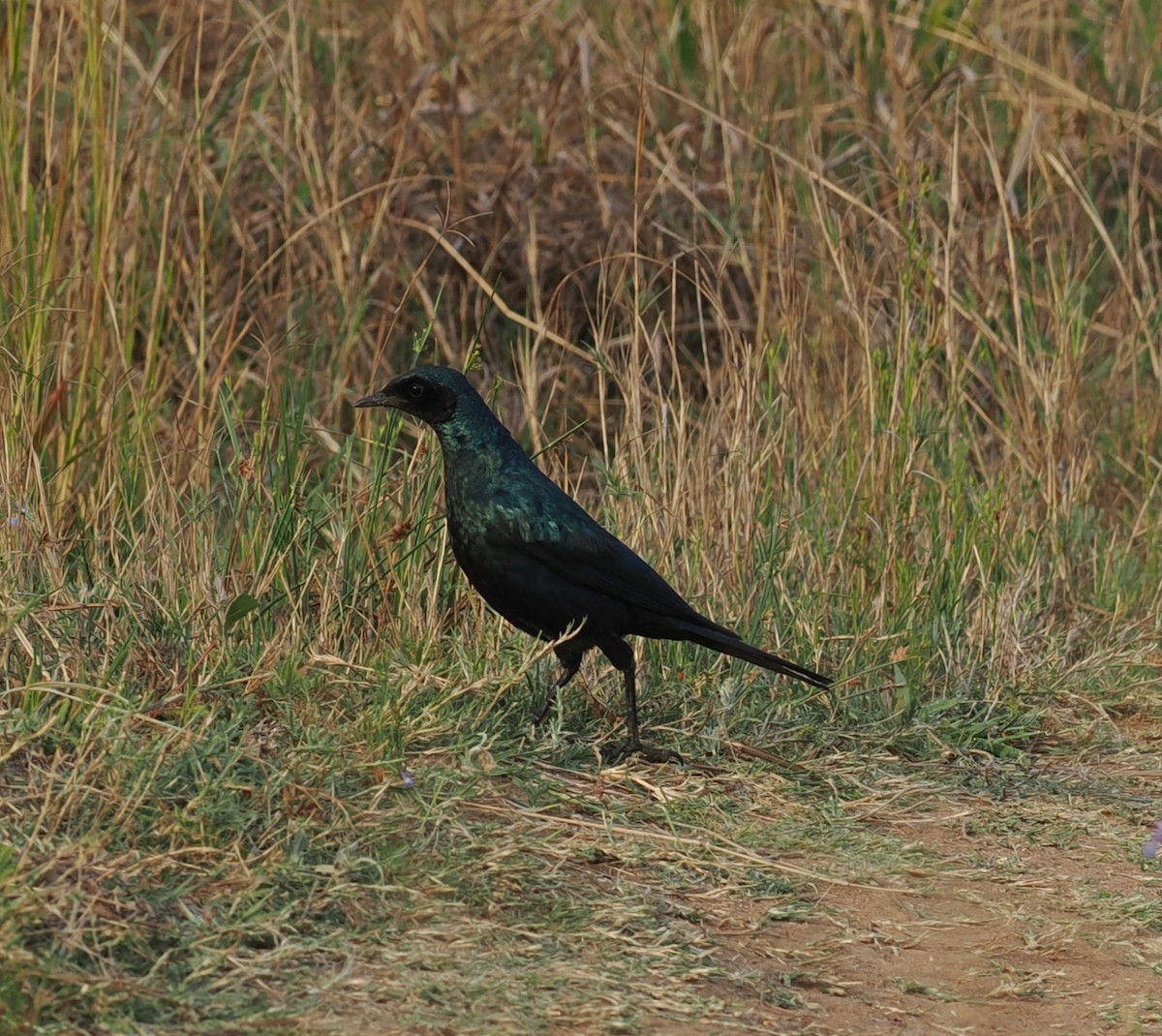 Burchell's Starling - ML642634794