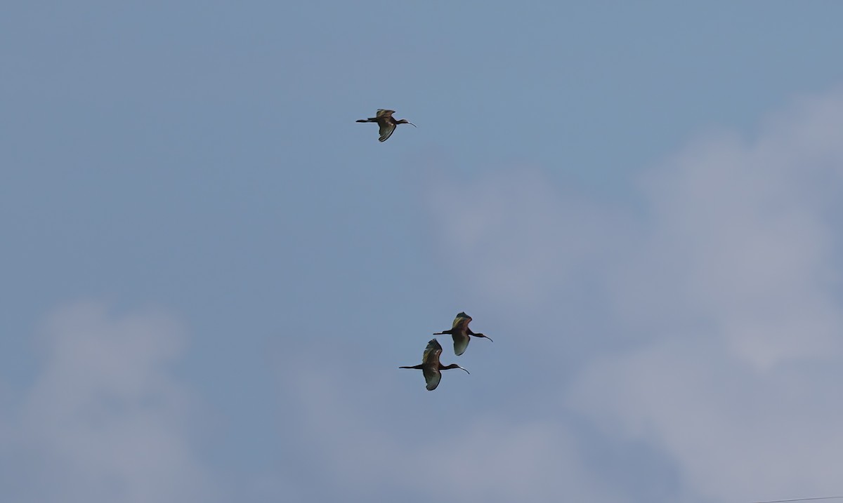 White-faced Ibis - ML642634796
