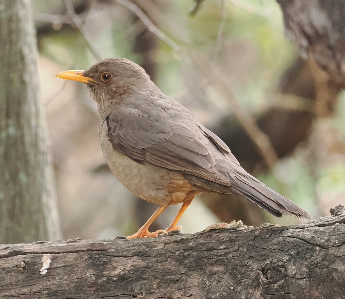 Karoo Thrush - ML642634803