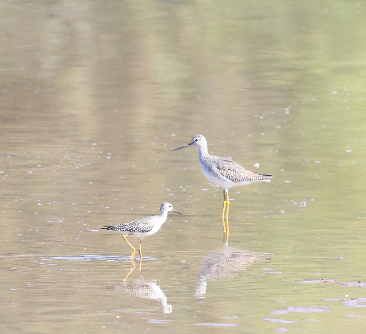 Greater Yellowlegs - ML642634805