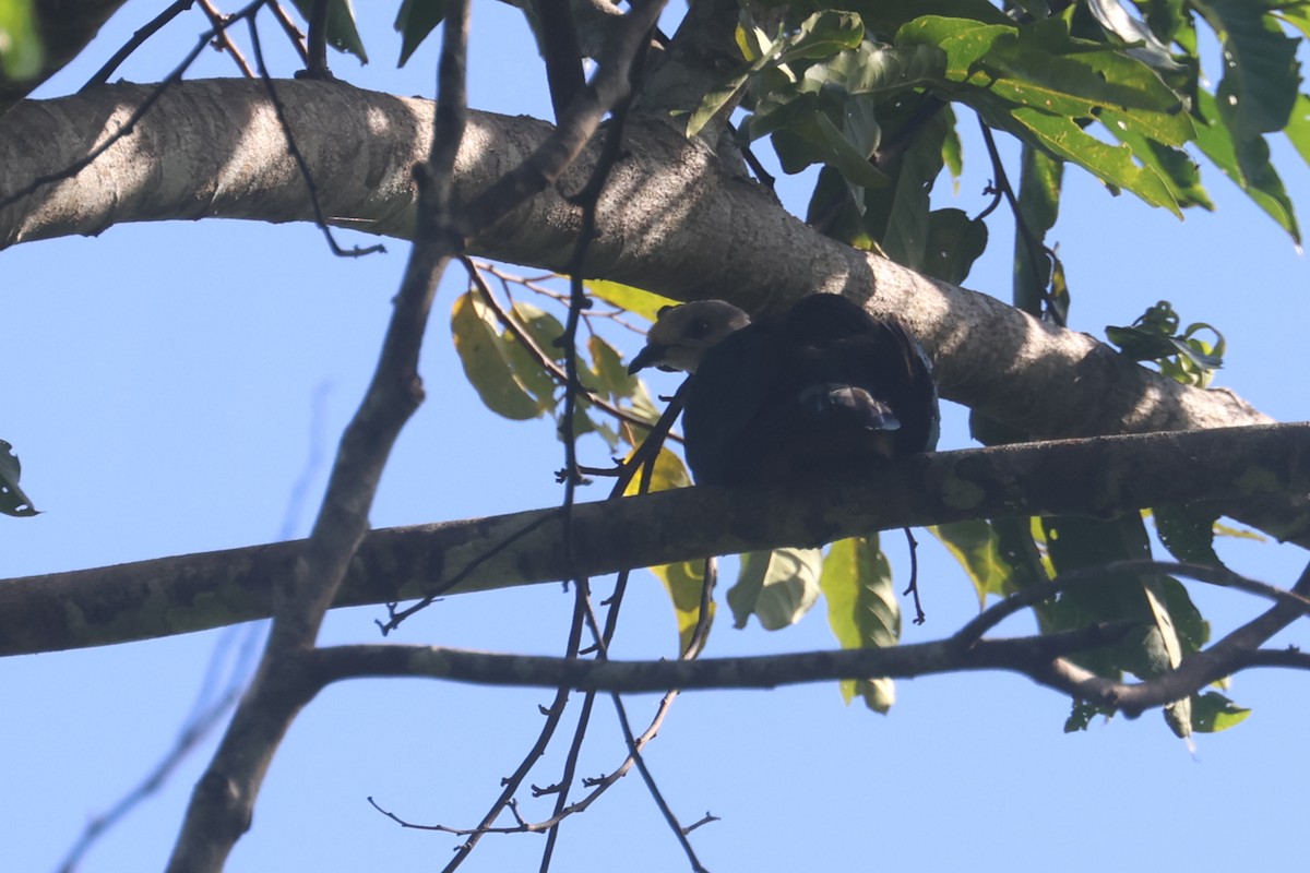 Gri Başlı Has Güvercin - ML642634814