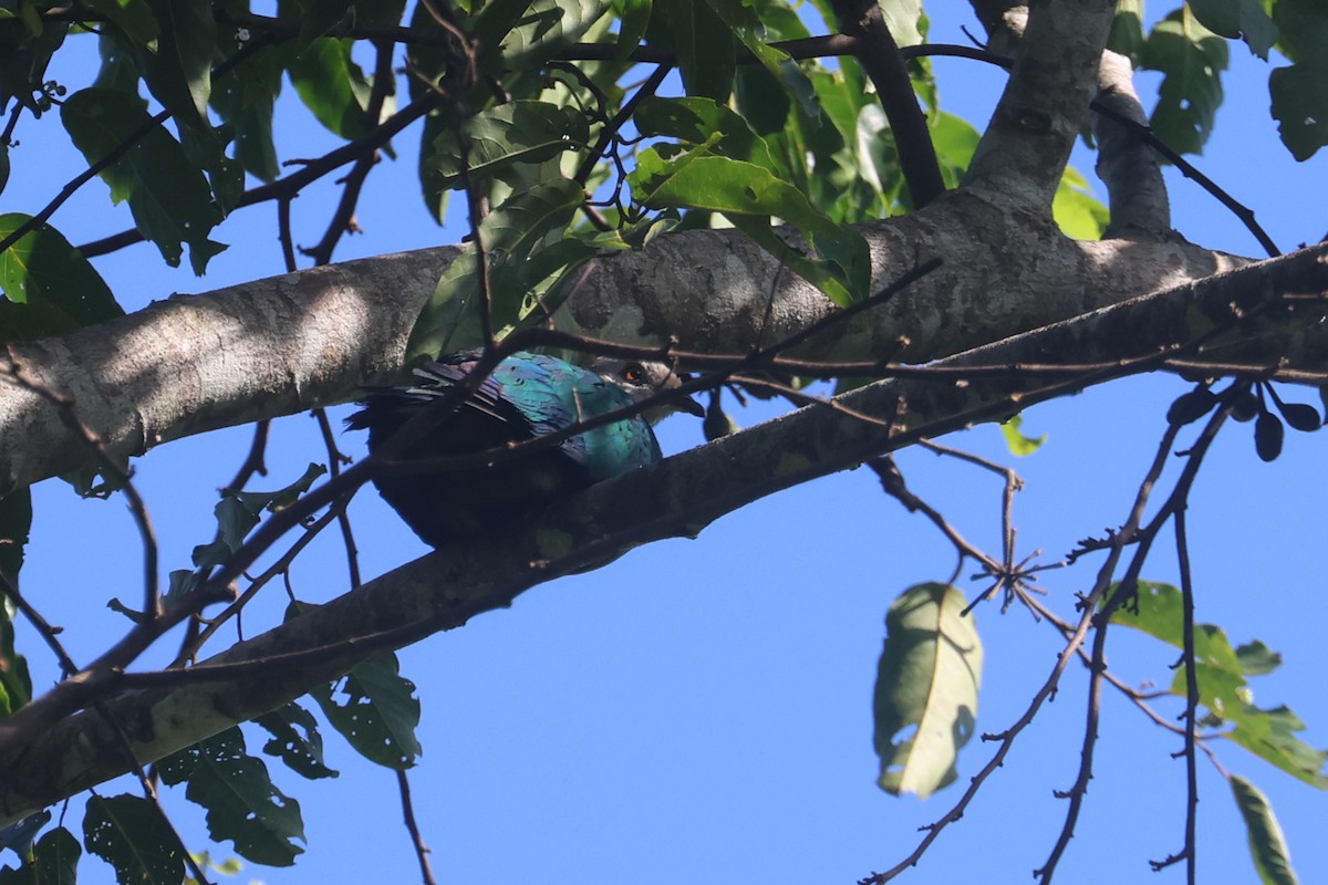 Gri Başlı Has Güvercin - ML642634815