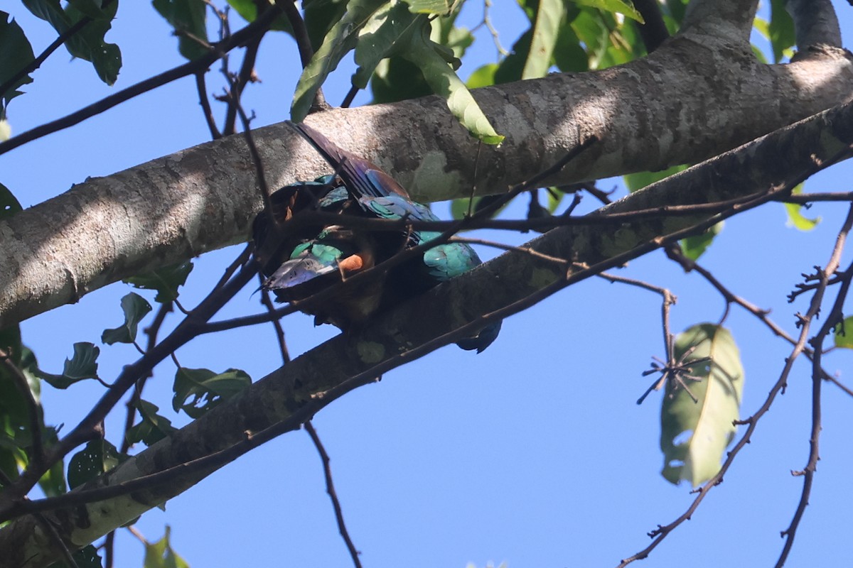 Gri Başlı Has Güvercin - ML642634816