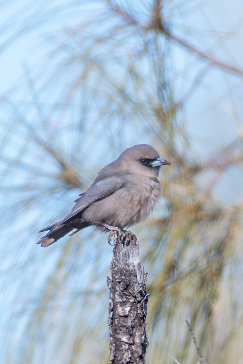 Black-faced Woodswallow - ML642634819