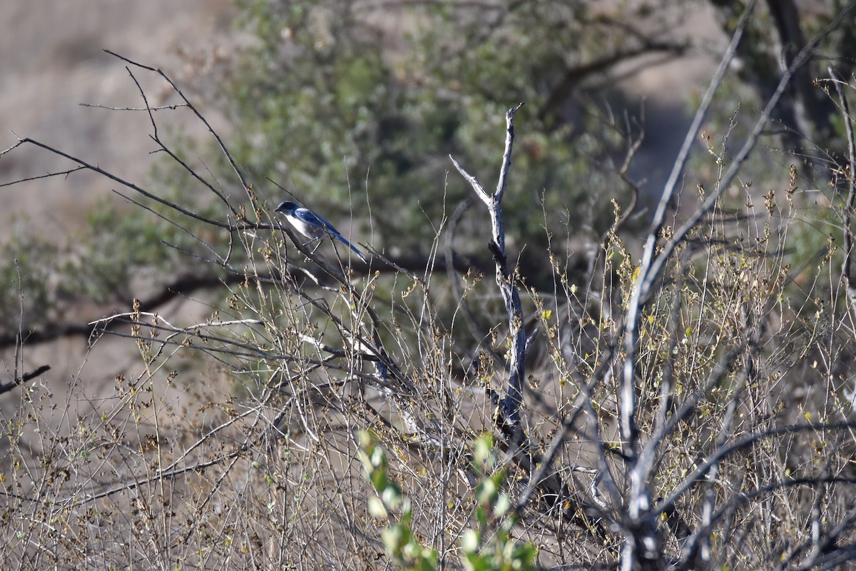 California Scrub-Jay - ML642634821