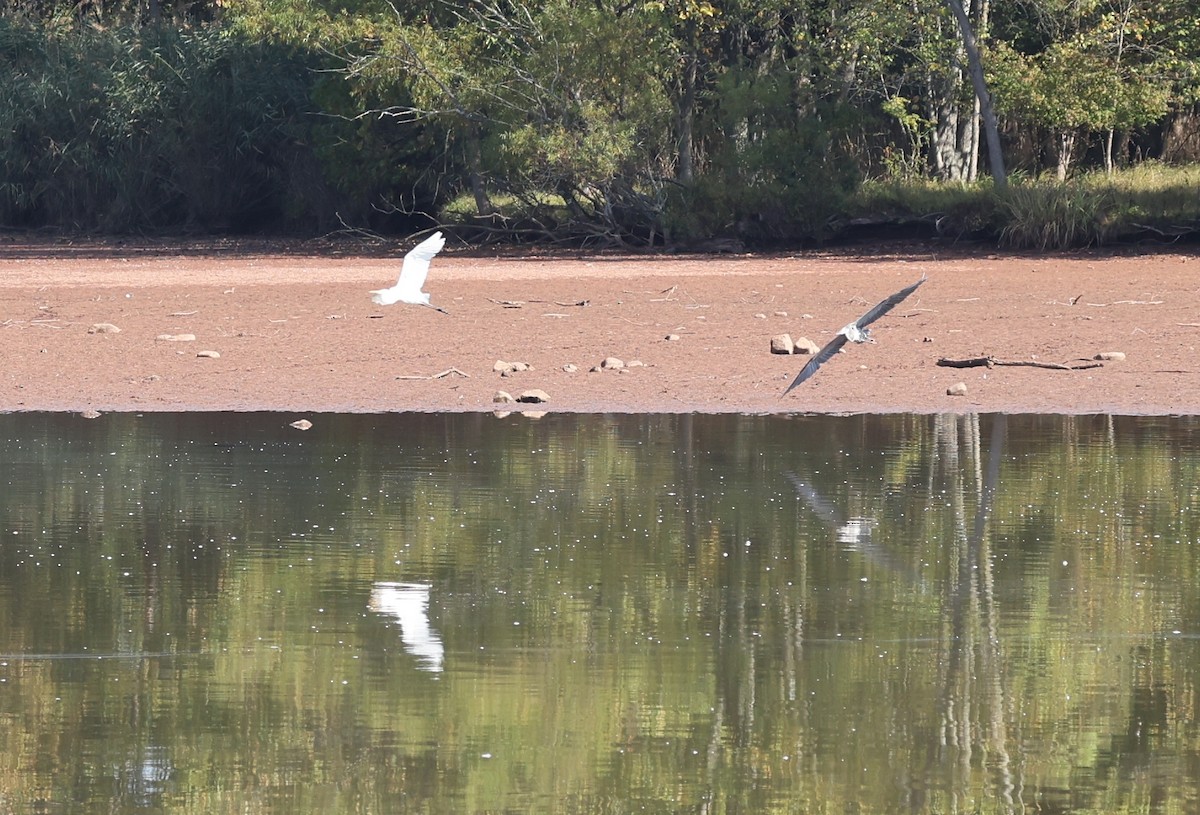 Great Blue Heron - ML642634828