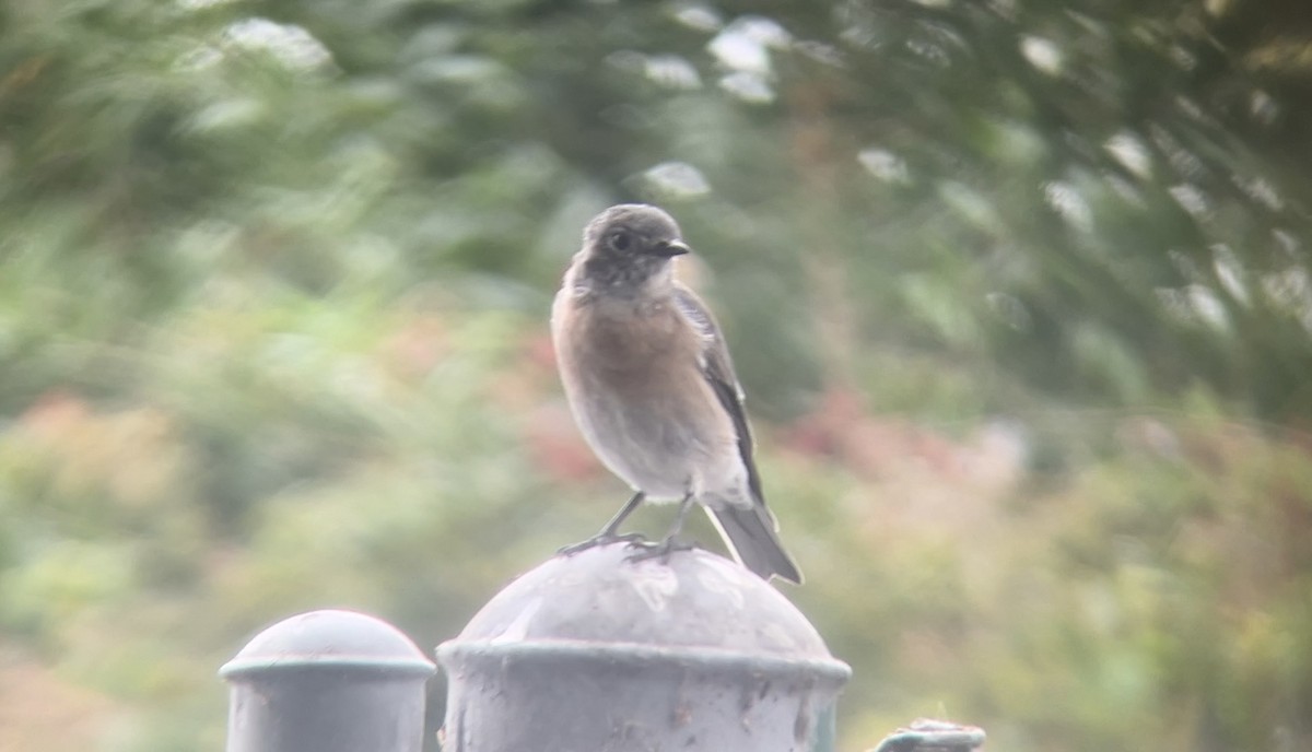 Western Bluebird - ML642634834