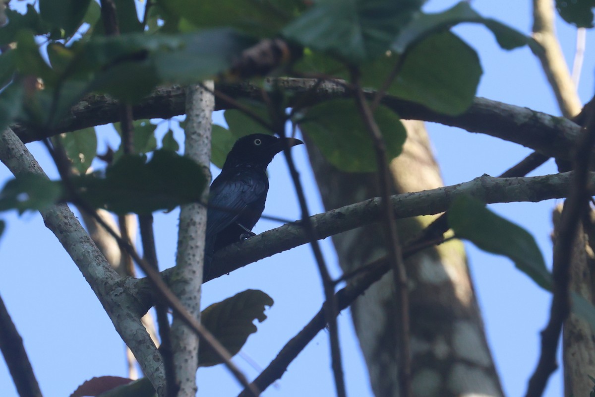 Drongo à crinière (leucops/banggaiensis) - ML642634898