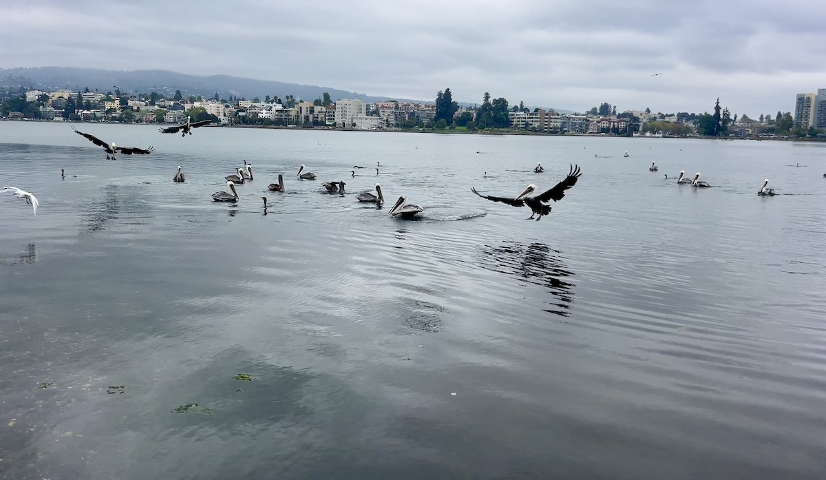 Brown Pelican - ML642634905