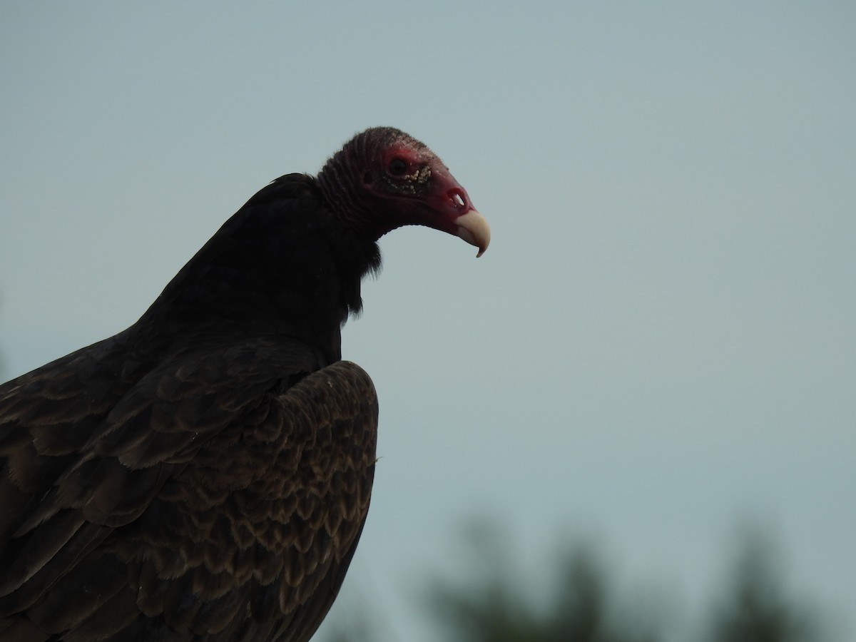 Turkey Vulture - ML64263491