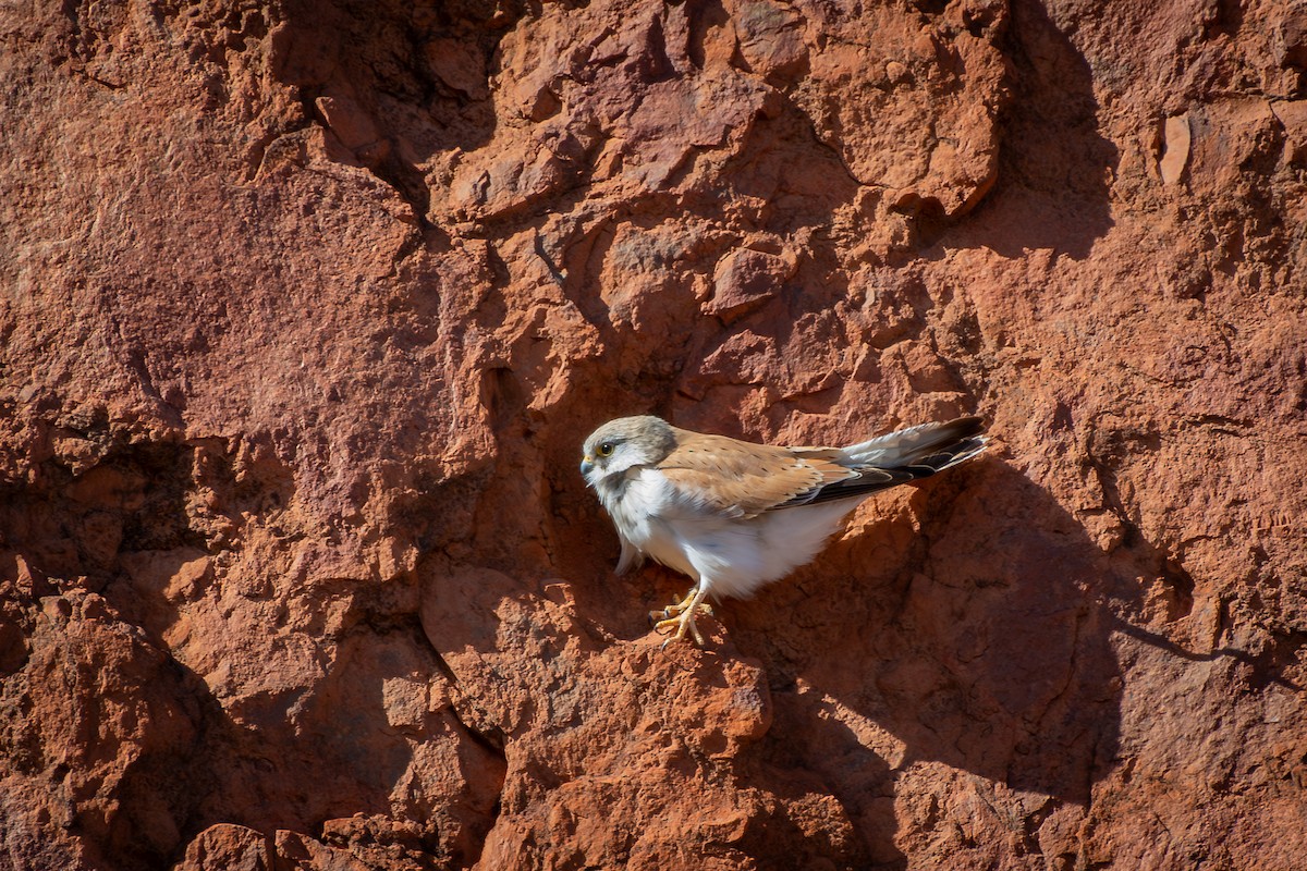 Nankeen Kestrel - ML642634914