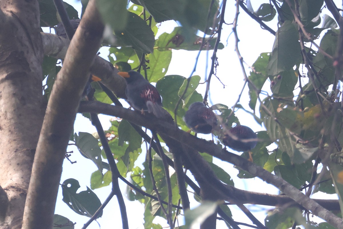 Finch-billed Myna - ML642634931