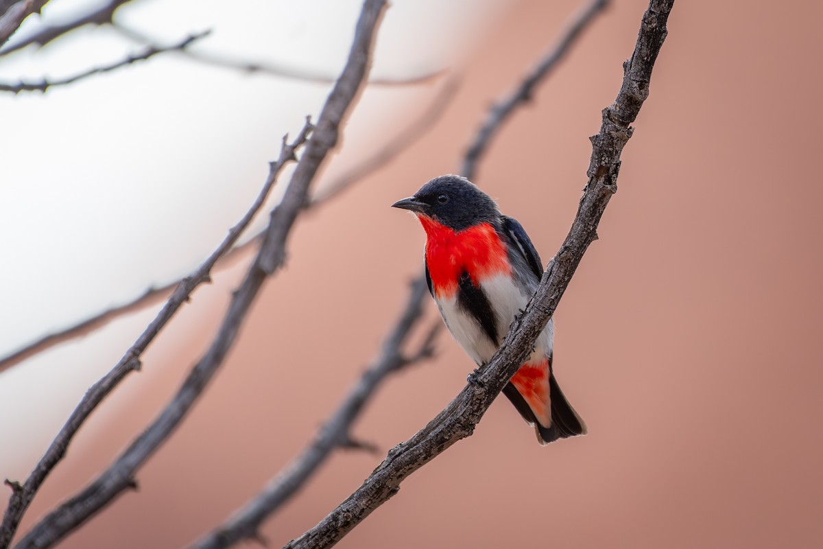 Mistletoebird - ML642634932
