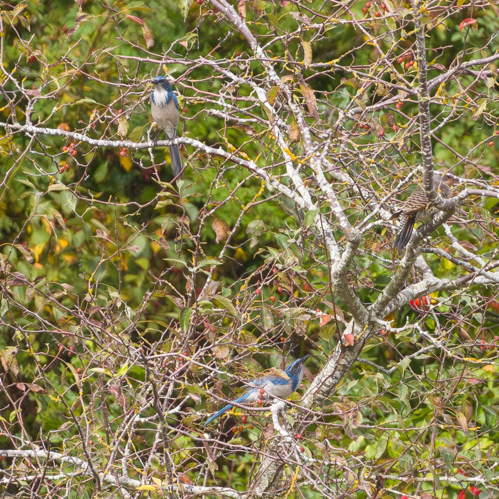 California Scrub-Jay - ML642634970