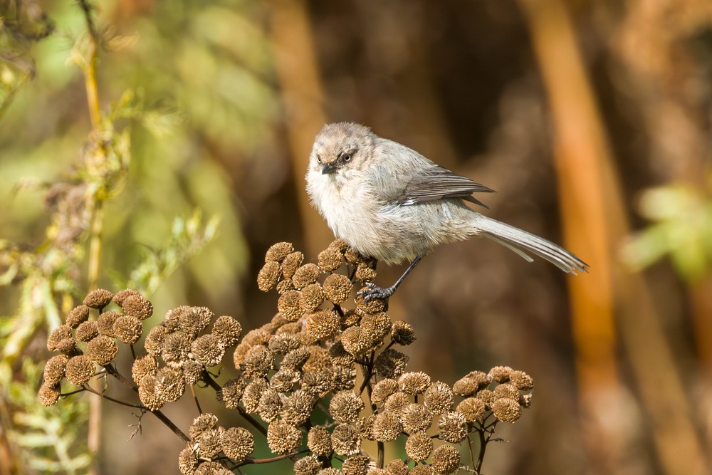 Bushtit - ML642634976