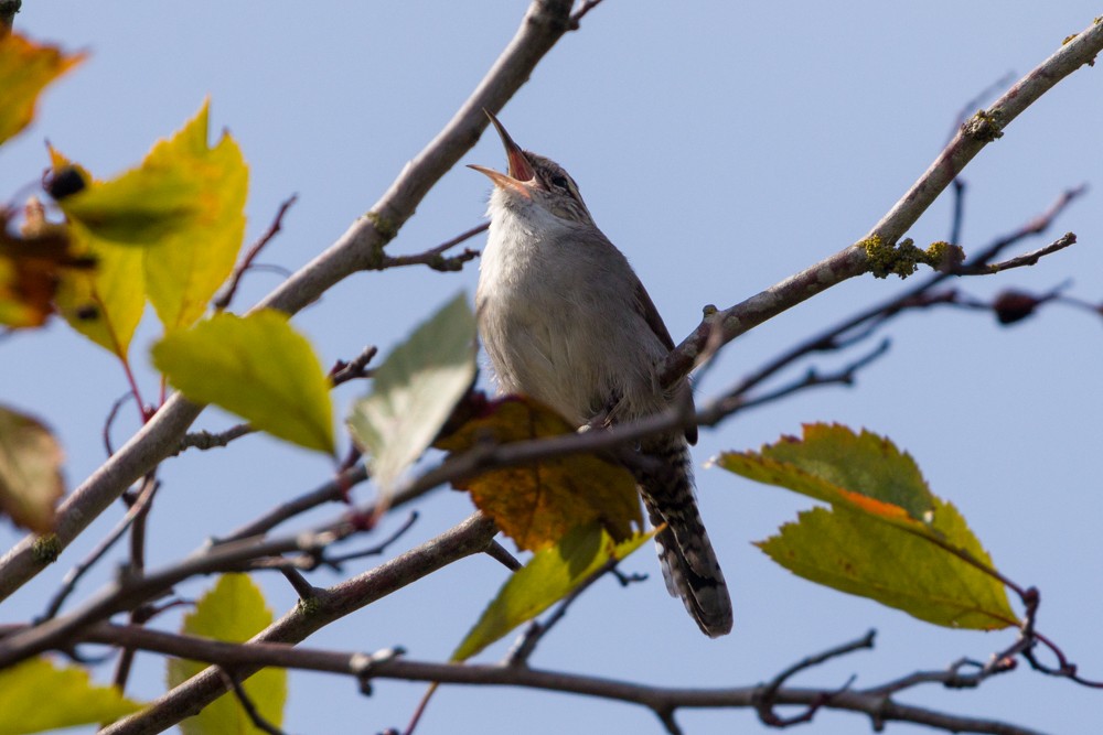 Bewick's Wren - ML642634978