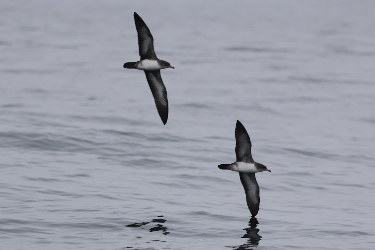 Pink-footed Shearwater - ML642634999