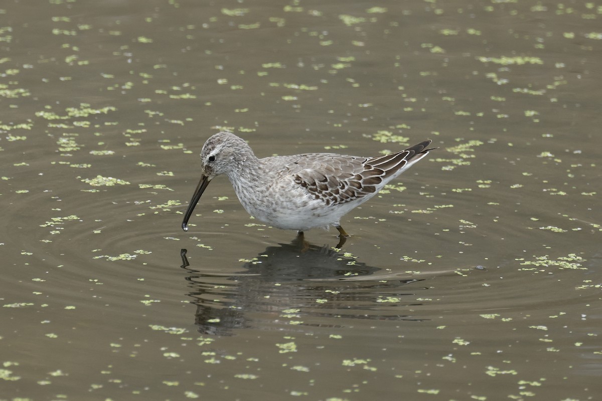 Stilt Sandpiper - ML642635007