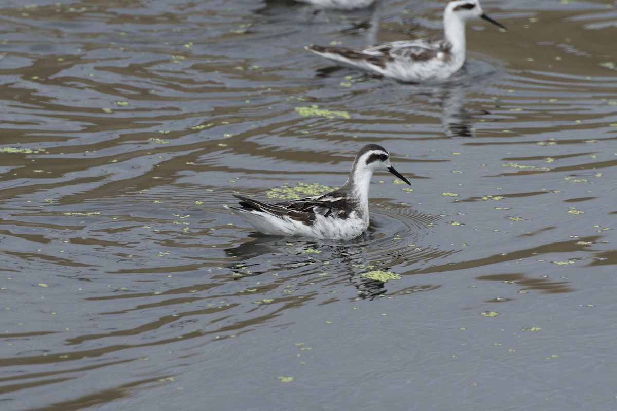 Red-necked Phalarope - ML642635012