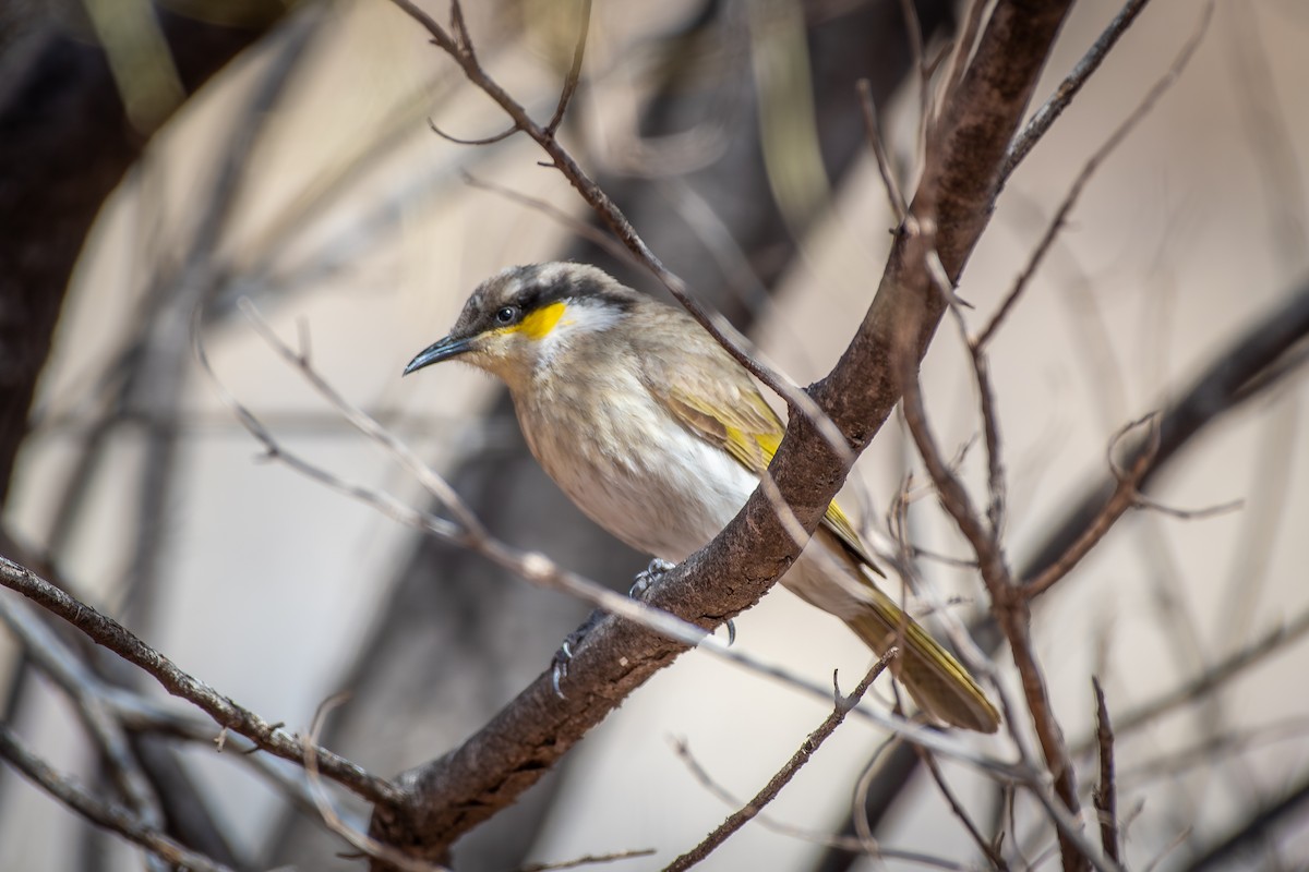 Singing Honeyeater - ML642635019