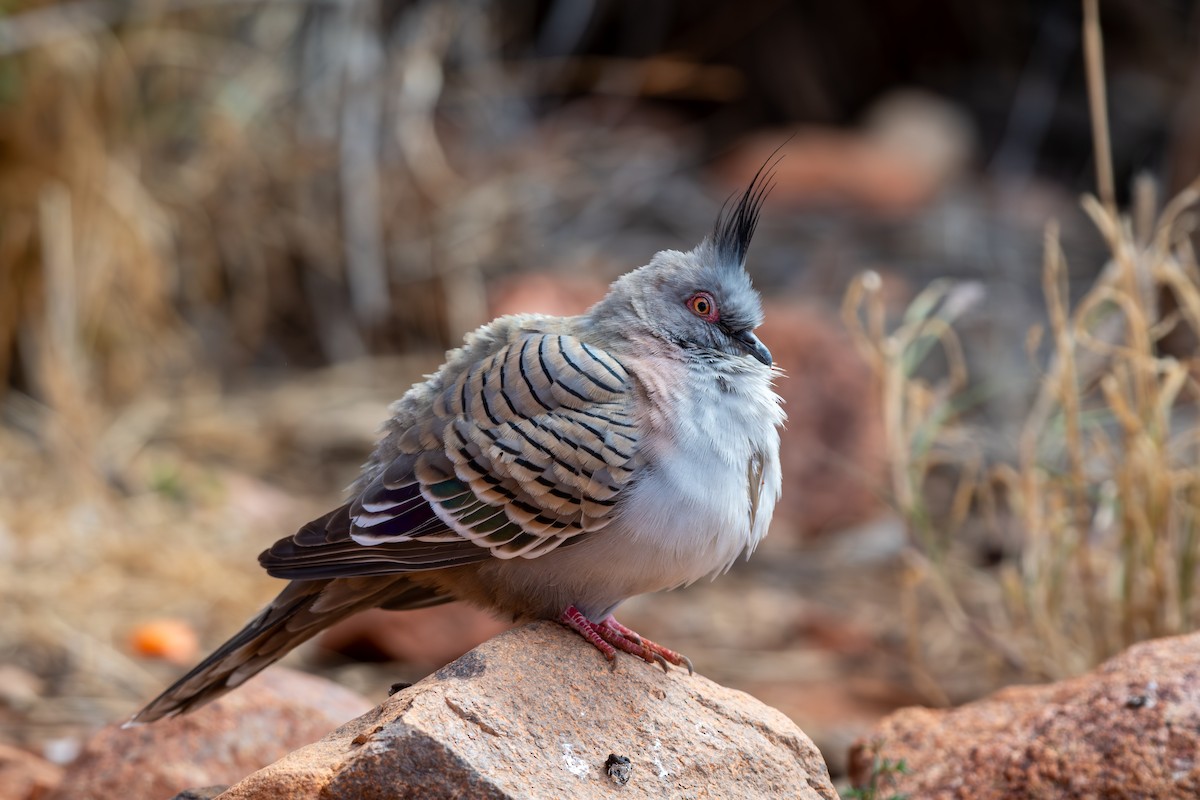 Crested Pigeon - ML642635025
