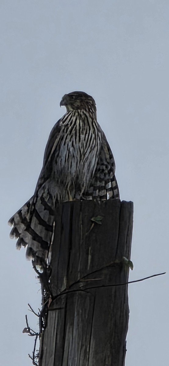 jestřáb americký - ML642635089