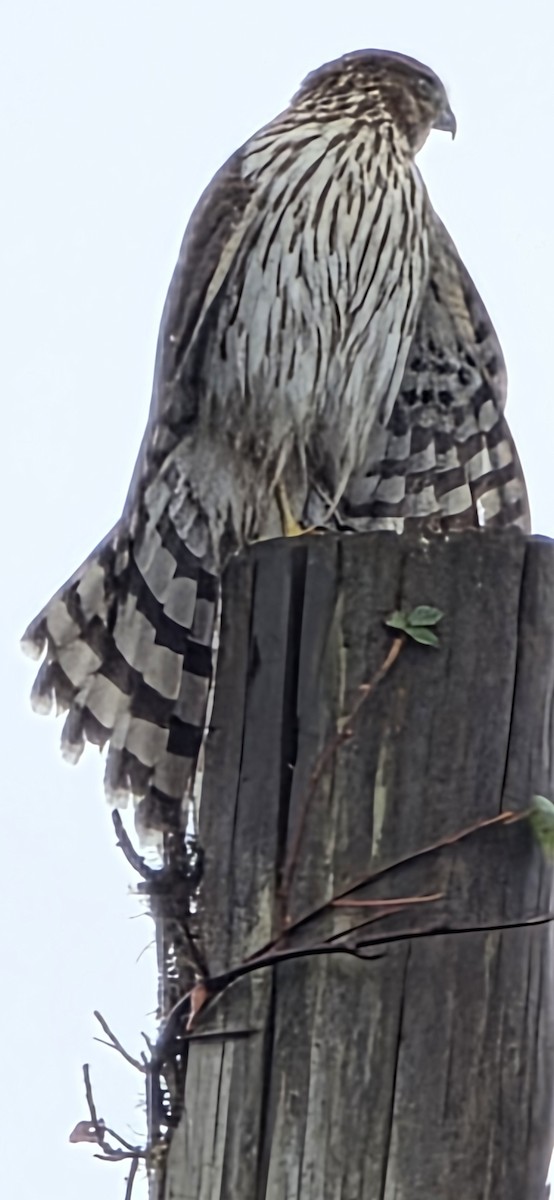 jestřáb americký - ML642635090